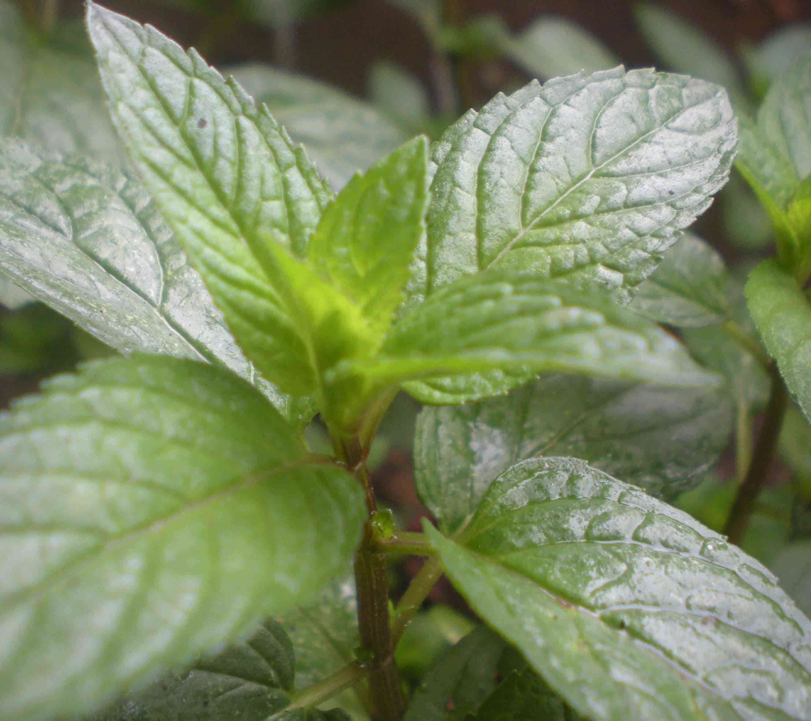 pipermint