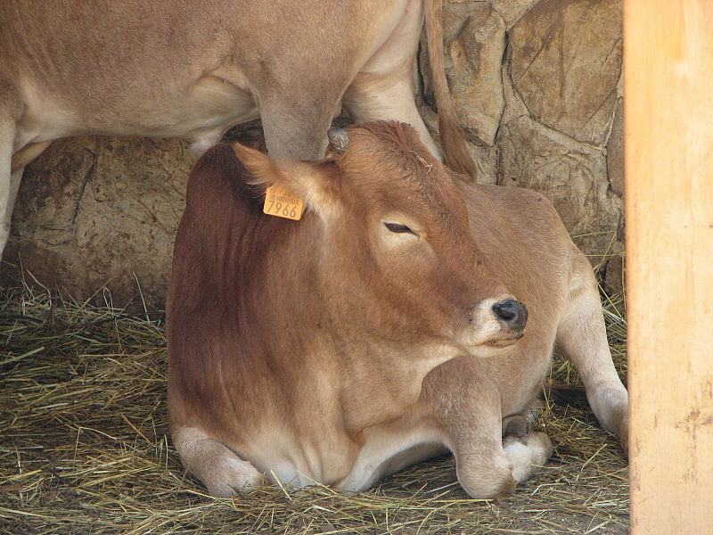 Baby_Cow_(calf)_-_Lagos_Zoo_-_The_Algarve,_Portugal_(1736386074)