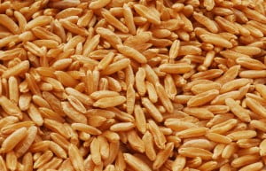 Kamut_grain