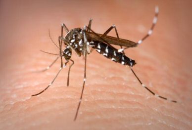 19-09-13 Kshetriya - Dengue