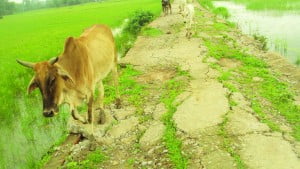 धान के खेत मा घुसत अन्ना जानवर