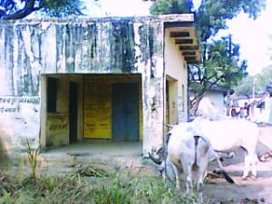 मुगौरा गांव के पंचायत भवन मा बांधे बैल