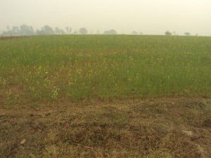 खराब हवै फसल