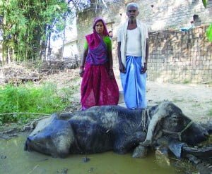 भैंस का पानी और कांदौ मा बइठाय के बीमारी कम करै का उपाय करत जागेश्वर