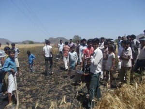 बारिश के मार से बची फसल आगी के मुंह समां गे