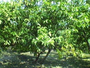 Photo-0196