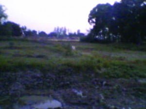 jamini