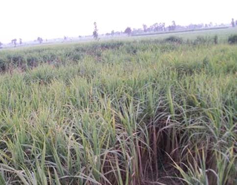 ganna khet copy