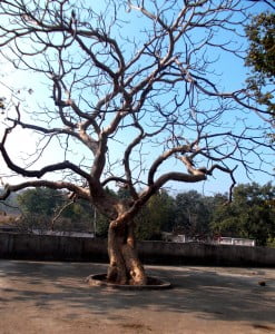 dharkudhi- karvi