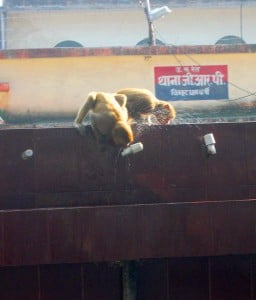 monkey station- karvi